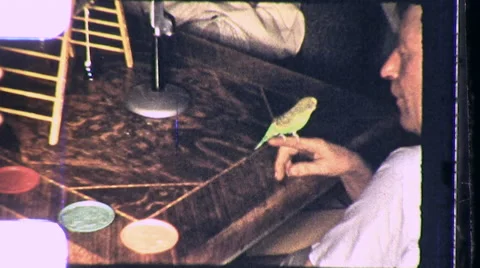 1950s Parakeet Tiny Pet Fun Bird Friend Joy Animal Vintage Old Film Home Movie Video stock 58800358