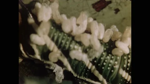 1950s: Parasitic larvae devouring caterpillar, worms feasting on bugs, wasp Stock Footage 162326208