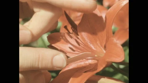 1950s: Patch of orange tiger lilies. Fingers rub pollen off stamen of lilies and Stock Footage 142920214