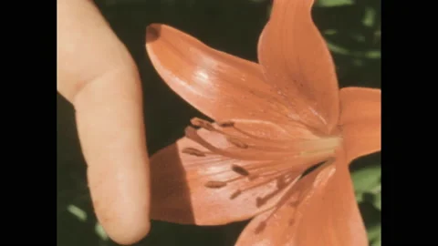 1950s: Patch of orange tiger lilies. Fingers rub pollen off stamen of lilies and Stock Footage 142920252