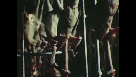 1950s: People process poultry at plant. Stock Footage 121815204