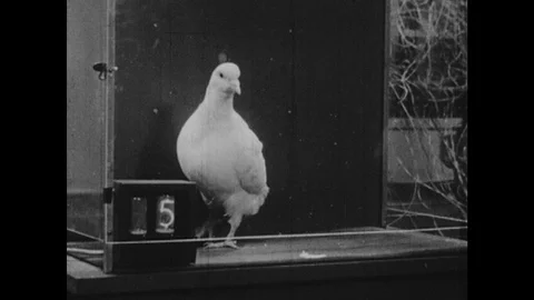 1950s: Pigeon in cage, pecks at button. Pigeon eats from slot. Pigeon in cage. Video stock 126013651