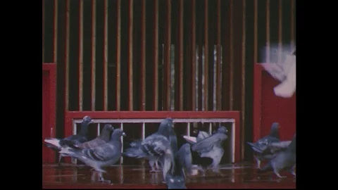 1950s: Pigeons land in front of cages / Man puts pigeon in basket, puts basket Stock Footage