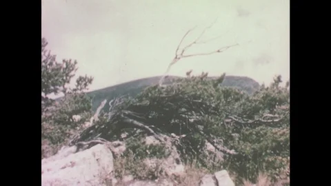 1950s: Pine trees on mountainside. Pollen and seeds float through the sky. Stock Footage 81882155