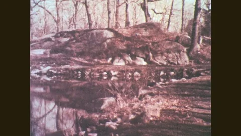 1950s: Pond and rocks in forest. Stone fence and forest clearing. Pine forest in Stock Footage