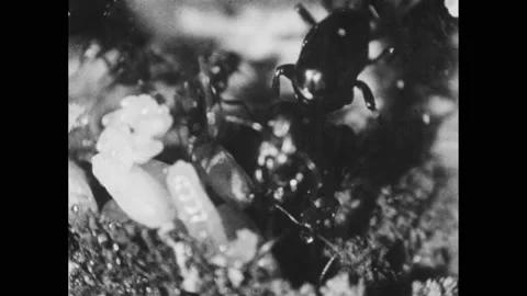 1950s: Queen ant in nursery, surrounded by eggs. Queen ann lays egg. Nurse ants Stock Footage 148494280