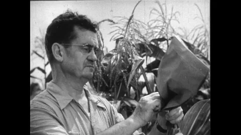 1950s: A researcher removes a bag from the top of a cornstalk, collecting the Stock Footage