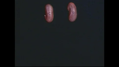 1950s: Roots growing from two seeds / Seed reversed, roots grow in other Stock Footage 74445802