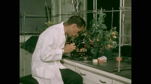1950s: Scientist in a lab sits at bench looking in a microscope. Tomato plants Stock Footage 140150998