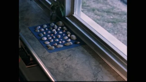 1950s: Sea shells laid out on cloth on counter in classroom. Student grabs book Stock Footage 169183246