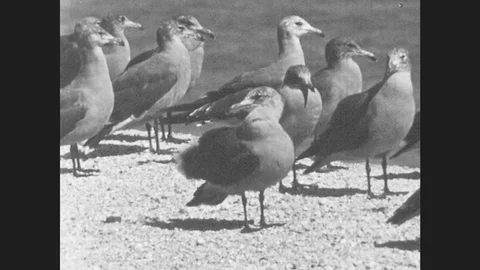 1950s: Seagulls On Beach. Bird Preens. Birds Take Off. Illustration Of Stock Footage