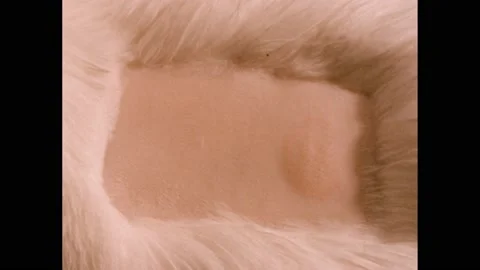 1950s: Shaved patch on rabbit with test skin area. Metal pointer points to Stockbeeldmateriaal 219633620