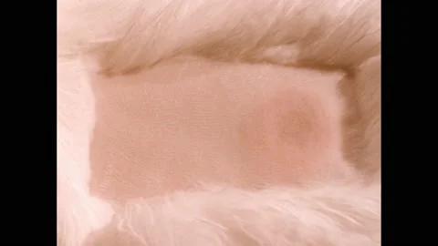 1950s: Shaved patch on rabbit with test skin area. One side of shaved patch is Stockbeeldmateriaal 219633623