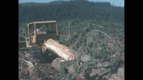1950s: Shots of bulldozer pulling logs up mountain. Crane moving logs. Stock Footage 172027966