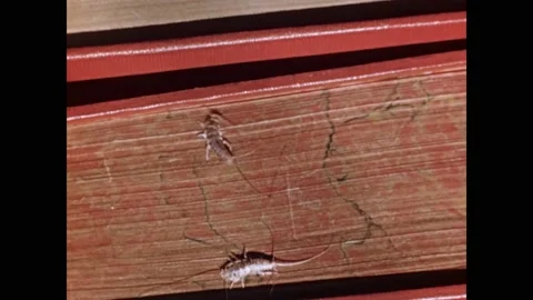 1950s: Silverfish and stink bug depicted in animated life cycles, showcasing Stock Footage 162326174