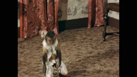1950s: A small black monkey in clothes and a cap stands on the patterned carpet Video stock 171187605
