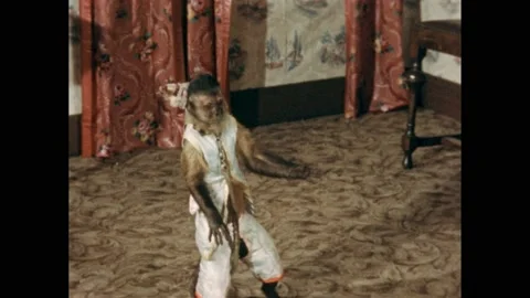 1950s: A small black monkey in clothes and a cap stands on the patterned carpet Video stock 171187612