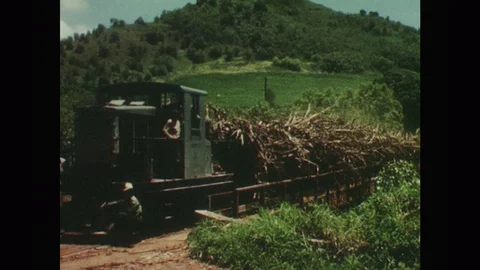 1950s: Small train pulls rail cars of sugar cane  across fields. Truck carries Video stock 124337380