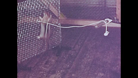 1950s: Squirrel climbs mesh, pulls nut tied to string.Squirrel eating nut. Hands Stock Footage 109222905