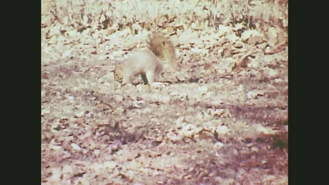 1950s: A squirrel gathers nuts in a field. A bush. A caterpillar on a leaf. A Stock Footage 79975099