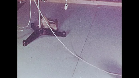1950s: Squirrel in lab, pulls box toward nut, reaches for nut on string. Close Video stock 109222991