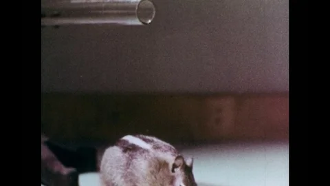1950s: Squirrel pulls string attached to nut out of glass tube, nibbles nut, Video stock 84442146
