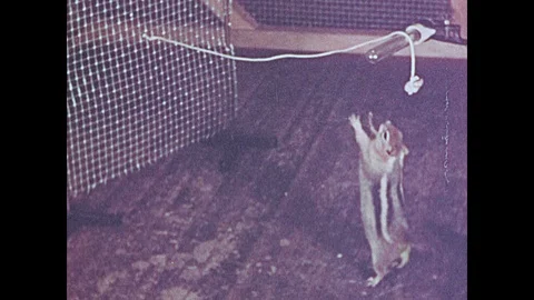 1950s: Squirrel reaching for nut tied to string. Squirrel climbs mesh, runs Stock Footage 109222744