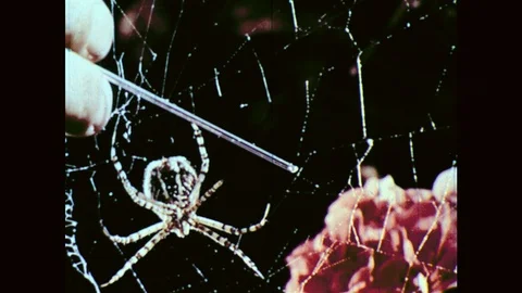 1950s: Stick on web bounces back from non-sticky structural threads of web. Stock Footage 102004550