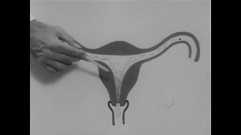 1950s: Teacher Uses Diagram to Explain how Eggs are Fertilised in the Human Body Stock Footage