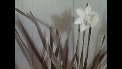 1950s: Time lapse of daffodil growing. Leaves sway as plant grows. Another Stock Footage 84418422