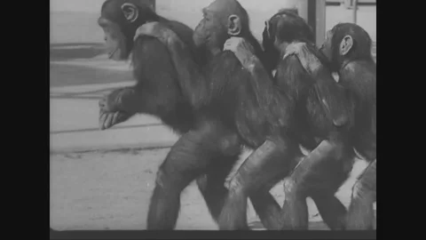1950s - Trained monkeys perform circus acts, then are fed at a table and clean Stock Footage 120406454
