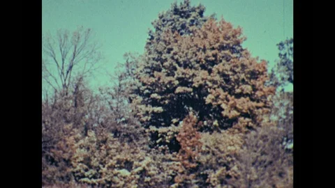 1950s: Tree with fall leaves. Bumblebees in nest. Flowering bush. Stock Footage 126010372