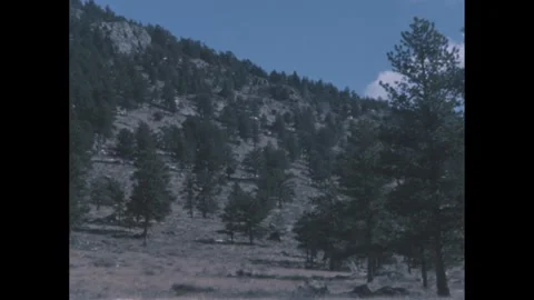 1950s: Trees dot the slope in a semi-arid area. Video stock 249236218