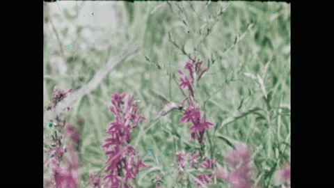 1950s: Turtle pulls head into shell. Hummingbird hovers by flowers. Pond Stock Footage 147206410