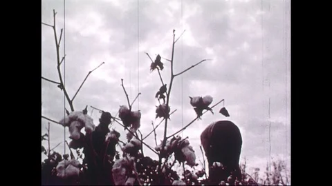 1950s: Two black men picking cotton in field. Stock Footage 90809220