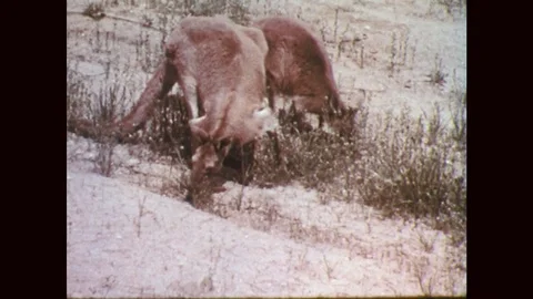 1950s: Two kangaroos eat grass in enclosure, pause and look around. Stock Footage