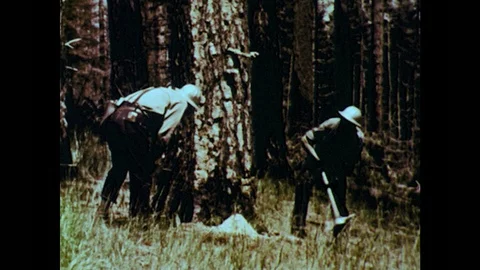 Two Men Pull a Rope that is Tied To a Cut Tree Stock Footage