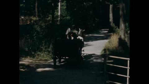 1950s: Two white horses pull a carriage down a shaded lane. Stock-Footage 280686999