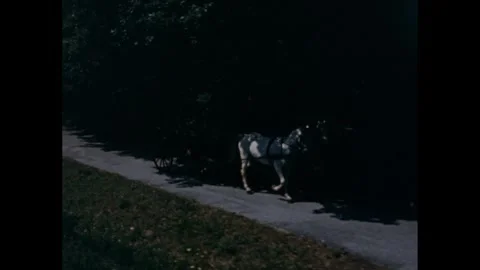1950s: Two white horses pull a carriage down a shaded lane. Stock-Footage 280687011