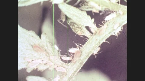 1950s: UNITED STATES: aphids on leaf. Aphid gives birth to young on leaf. Plants Stock Footage