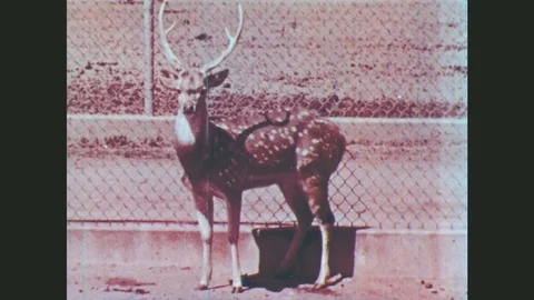 1950s: United States: Axis Deer Male Looks At Camera From Zoo Enclosure. Common Stock Footage