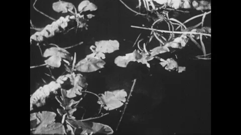 1950s: UNITED STATES: Box Shell Turtle in water. Hands cut meat on turtle for Stock Footage 114677889