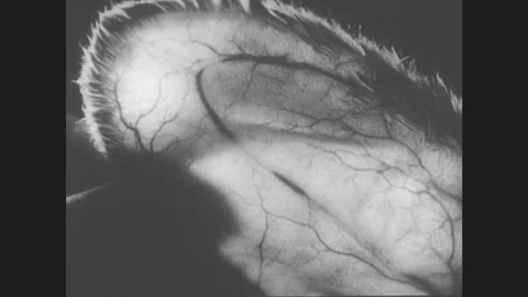 1950s: UNITED STATES: close up of veins inside rabbit ear. Workers in lab. Man Stock Footage