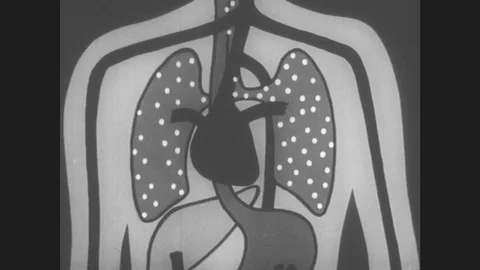 1950s: UNITED STATES: drawing of heart and lungs in situ in human body. Stock Footage