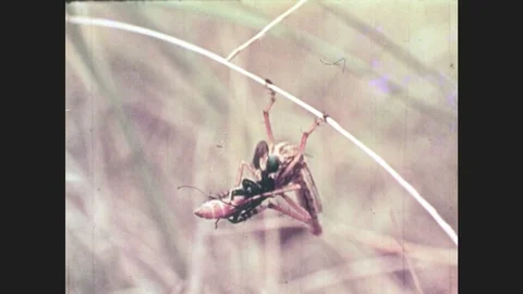 1950s: UNITED STATES: fly eats insect. Parasitic wasp eggs in worm's body. Stock Footage 78012571