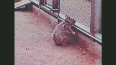 1950s: United States: Koala Bear Walks In Enclosure. Bear Waits For Keeper To Stock Footage