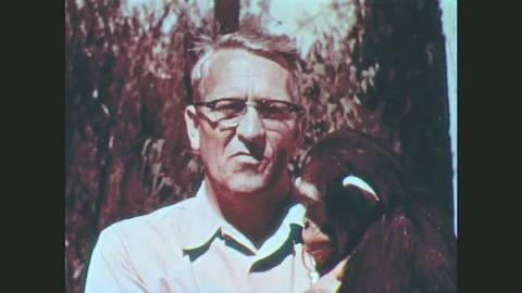 1950s: United States: Man Speaks To Camera. Man Holds Chimpanzee. Stock Footage