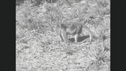 1950s: UNITED STATES: monkey in tree. Monkey watches on forest floor. Man sets Stock Footage 162843265