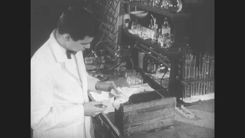 1950s: UNITED STATES: rabbit ear close up. Blood vessels tighten up in response Stock Footage