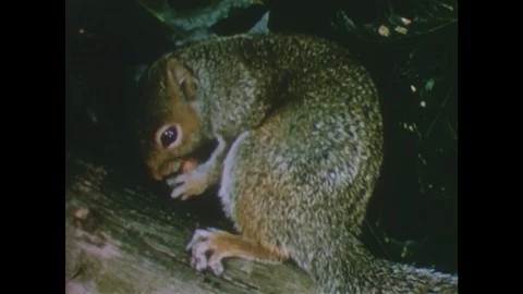 1950s: UNITED STATES: squirrel eats nut in tree. Red fox in leaves. Squirrel Stock Footage 118149334